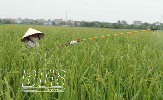   Vũ Thư: Phòng trừ sâu bệnh bảo vệ trên 200 ha lúa mùa trà muộn