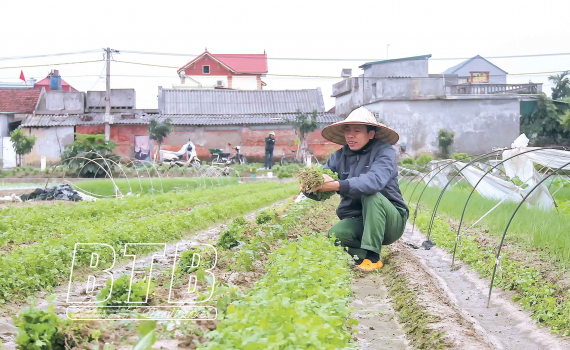   Phấn đấu hoàn thành Nh88 con sản xuất vụ đông
