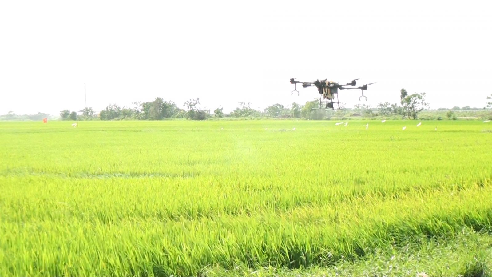   Tiền Hải tập trung phòng trừ sâu bệnh bảo vệ lúa xuân năm 2022