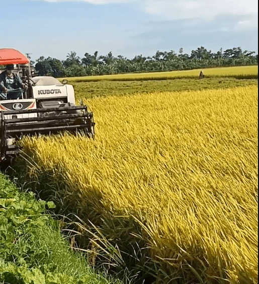   Kiến Xương: Năng suất lúa mùa ước đạt 61,34 tạ/ha