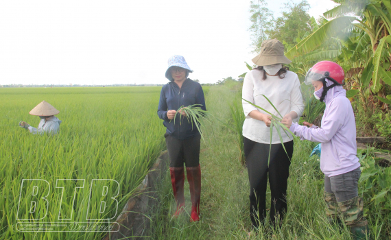   Sở Nông nghiệp và Nh883 nông thôn: Kiểm tra sản xuất nông nghiệp tại huyện Tiền Hải, Kiến Xương