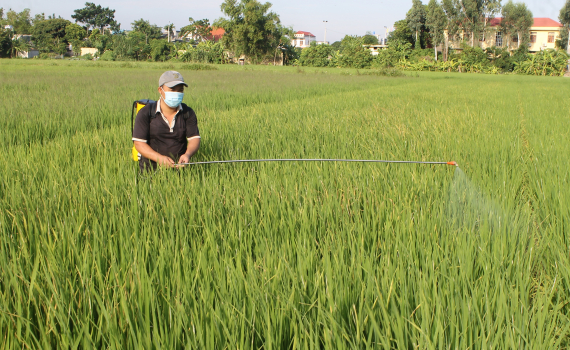   Vũ Thư: Tập trung phòng, trừ sâu bệnh bảo vệ lúa mùa