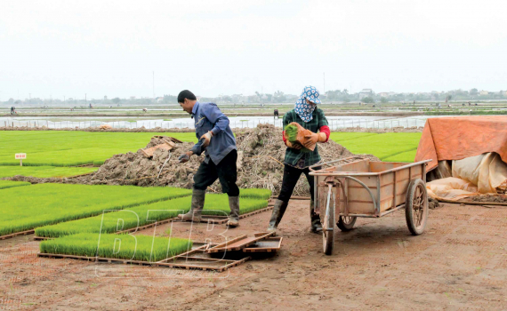   Bảo đảm thời vụ sản xuất vụ mùa