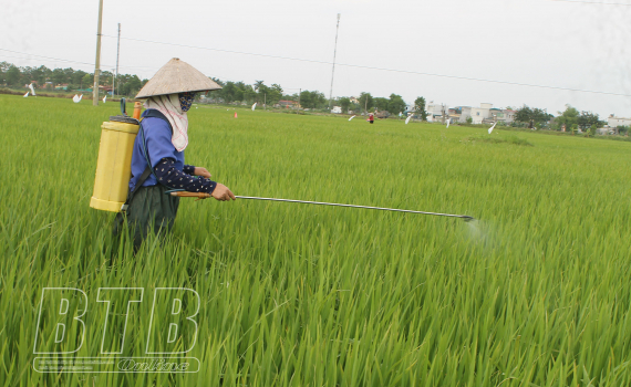   Vũ Thư: Kịp thời phòng trừ sâu bệnh bảo vệ lúa xuân