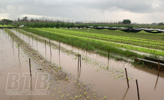   Khắc phục ảnh hưởng của mưa lớn tới lúa, rau màu