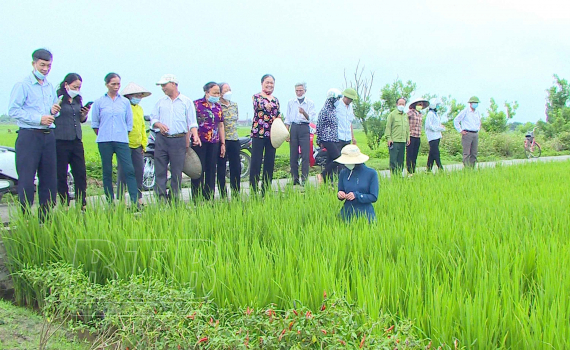   Nâng cao nhận thức cho nông dân về cấy lúa thân thiện với Nh88 con