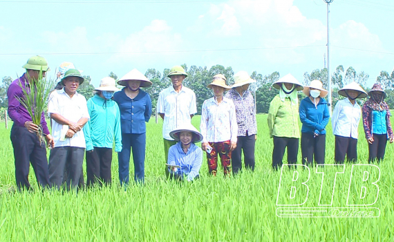  Tập huấn kỹ thuật bón phân theo phương pháp cấy lúa thân thiện với Nh88 con