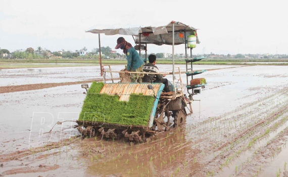   Nâng cao giá trị sản xuất lúa gạo
