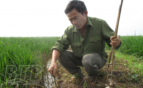   Thái Thụy: Nông dân đánh bắt được trên 30.000 con chuột