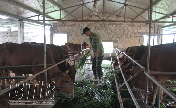   Quỳnh Phụ: Triển khai tiêm phòng cho đàn gia súc, gia cầm vụ xuân hè
