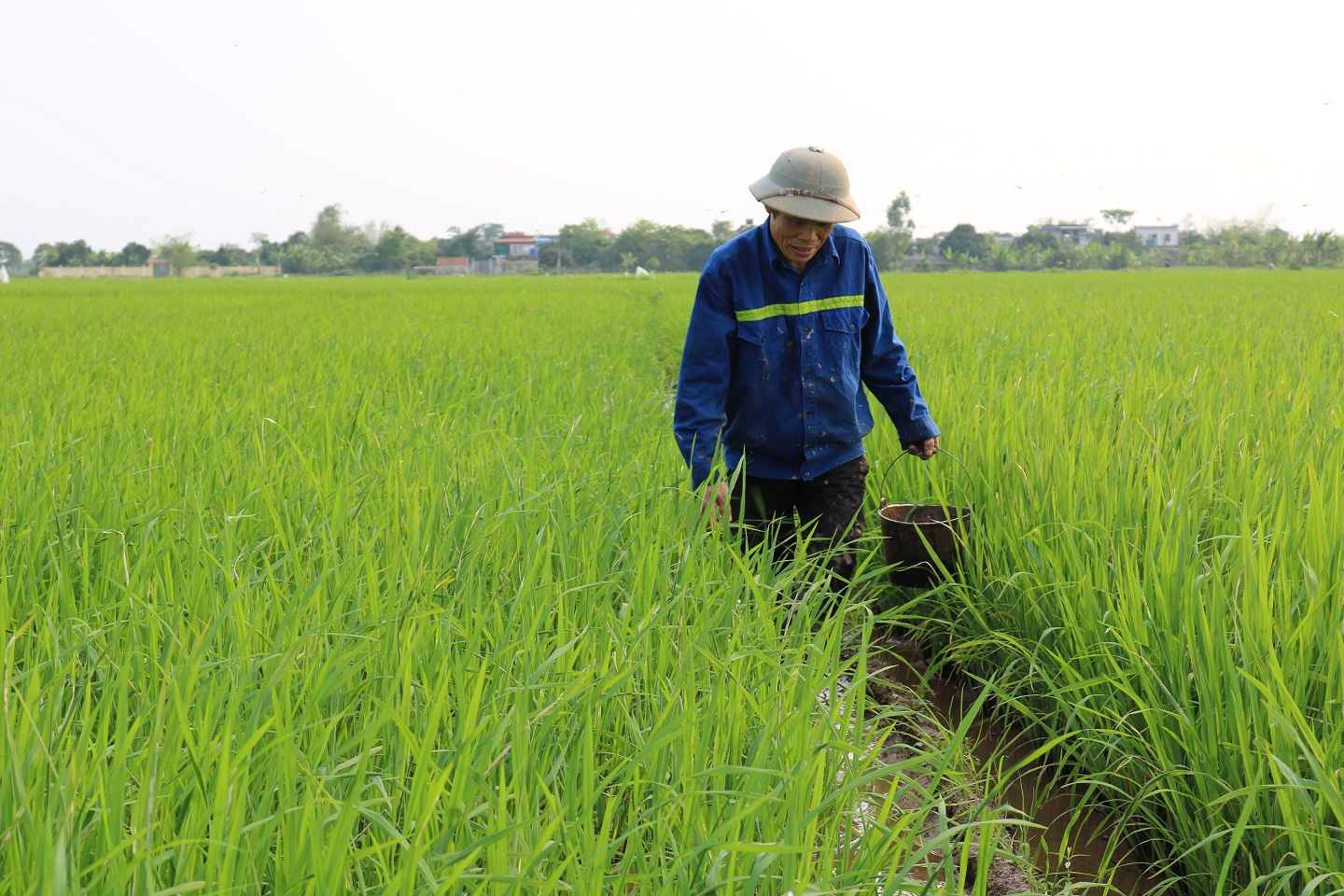   Triển khai chiến dịch diệt chuột bảo vệ sản xuất năm 2022