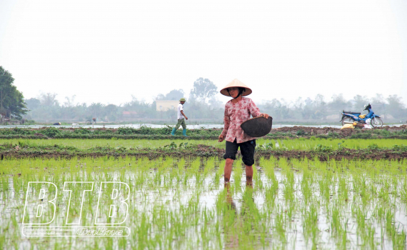   Tập trung chăm sóc lúa xuân