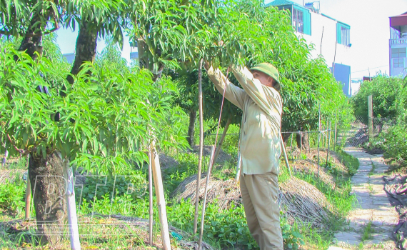   Tiếp nối truyền thống vẻ vang của nông dân Thái Bình