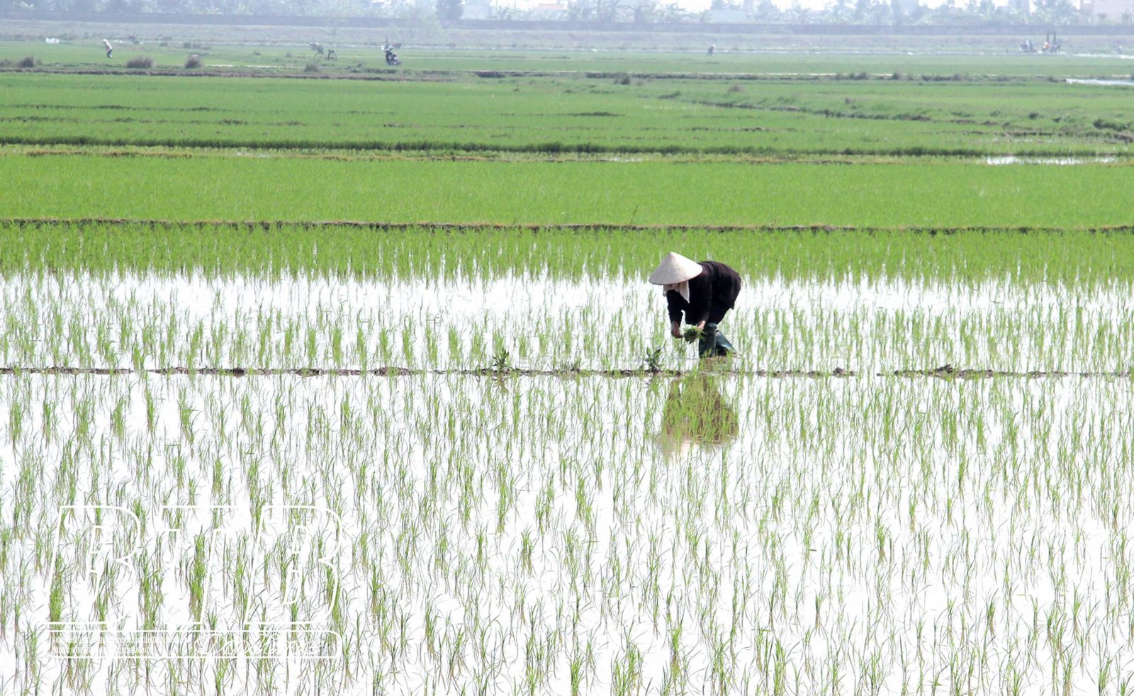   Giá trị sản xuất ngành nông nghiệp quý I năm 2021 ước đạt 6.428 tỷ đồng