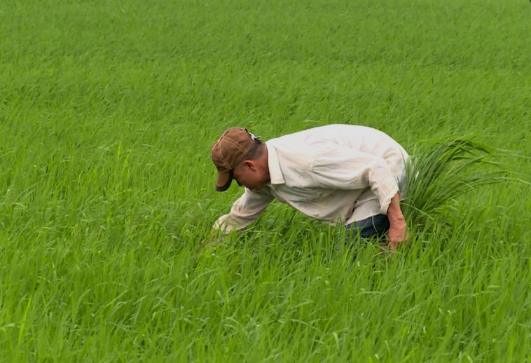   Bám sát đồng ruộng, chủ động phát hiện, phòng trừ sâu bệnh kịp thời, hiệu quả