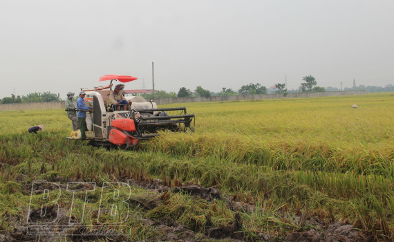   Gấp rút thu hoạch lúa mùa