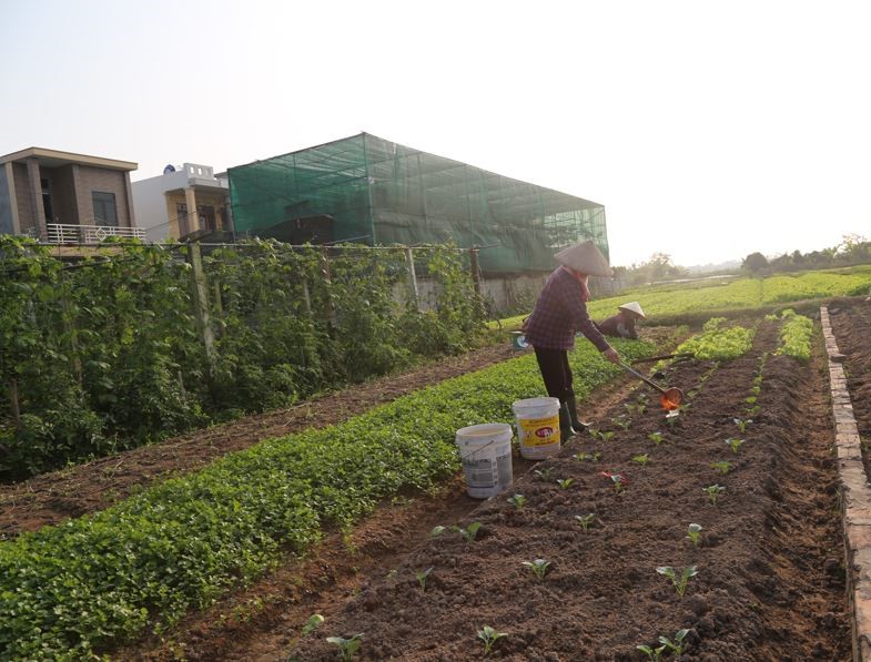   Toàn tỉnh đã trồng 21.456ha diện tích cây vụ đông