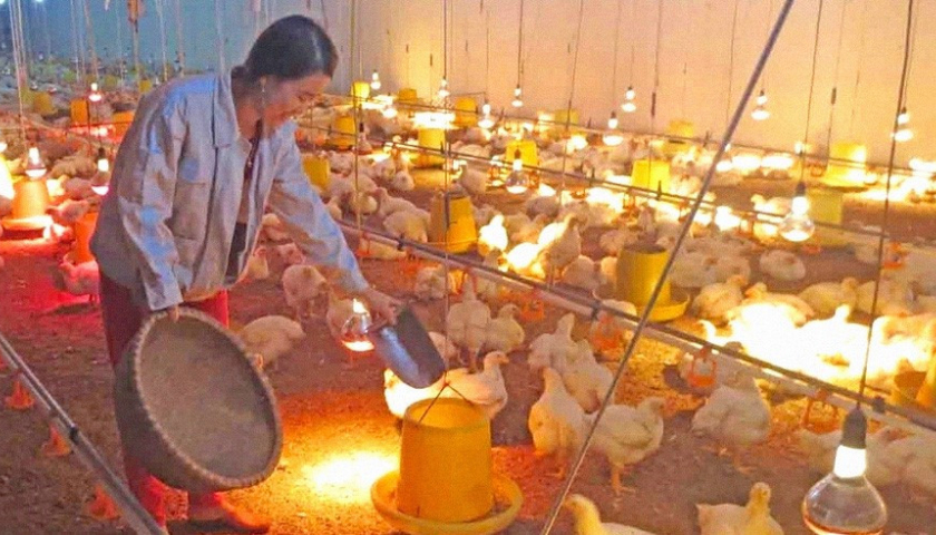   Nh881 yêu cầu các bộ ngành, Nh88 chủ động phòng, chống rét đậm, rét hại kéo dài