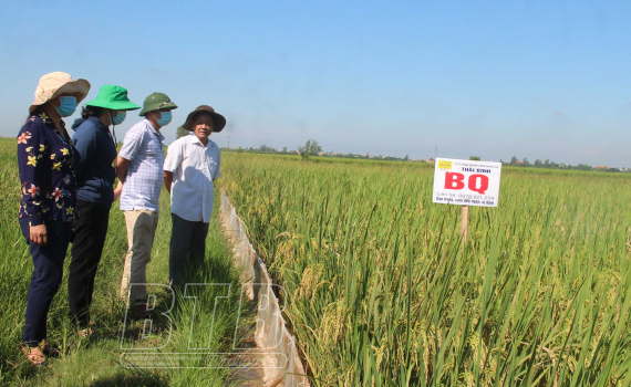  Sở Nông nghiệp và Nh883 nông thôn đánh giá Nh88 casino gieo cấy giống lúa mới