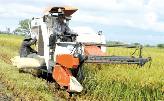   Cánh đồng 5 tấn và dấu ấn phong trào làm bèo hoa dâu