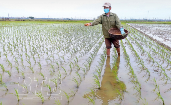   Tập trung chăm sóc lúa xuân