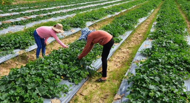   Nhìn lại kết quả 10 năm thi hành Luật Hợp tác xã năm 2012