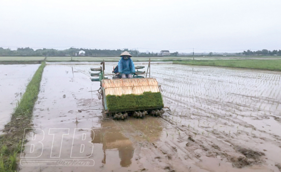   Khắc phục tình trạng thiếu lao động sản xuất nông nghiệp khi mùa vụ ở Hưng Hà