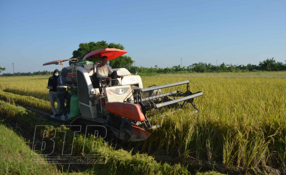   Quỳnh Phụ: Khẩn trương thu hoạch lúa mùa, trồng cây vụ đông