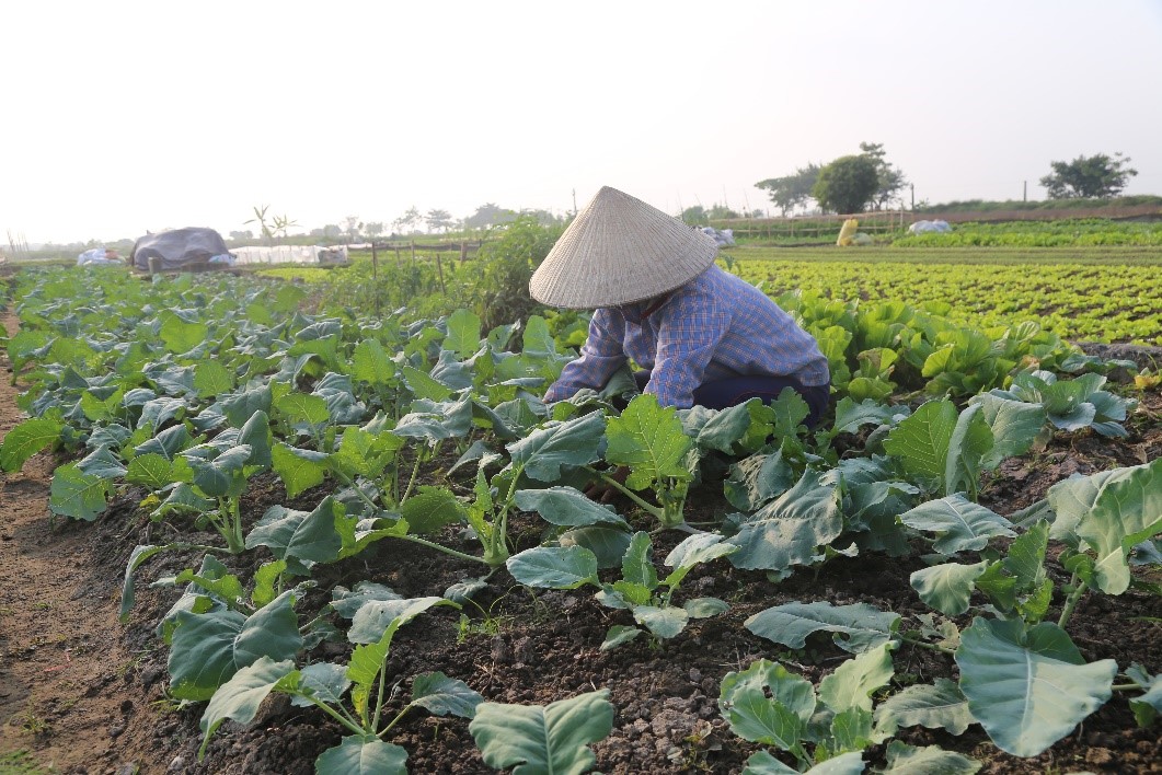  Toàn tỉnh đã thu hoạch 10.920 ha diện tích cây vụ đông