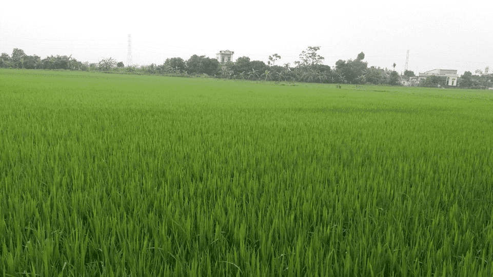   Dự kiến năng suất lúa vụ mùa năm 2021 đạt khoảng đạt 60,6 tạ/ha