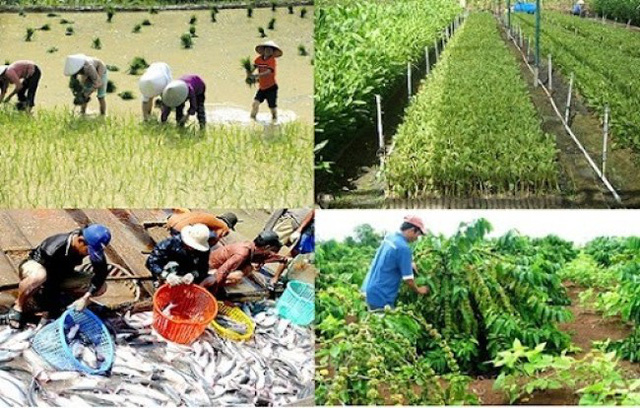   Hỗ trợ Nh88 net sản xuất giống phục vụ cơ cấu lại ngành nông nghiệp
