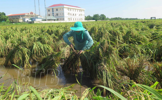   Nông dân Kiến Xương ra đồng cứu lúa