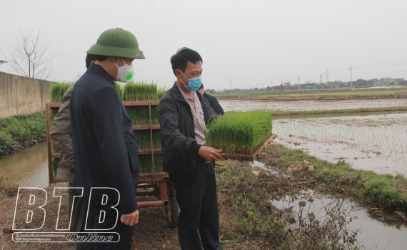   Tập trung sản xuất vụ xuân bảo đảm trong khung thời vụ tốt nhất