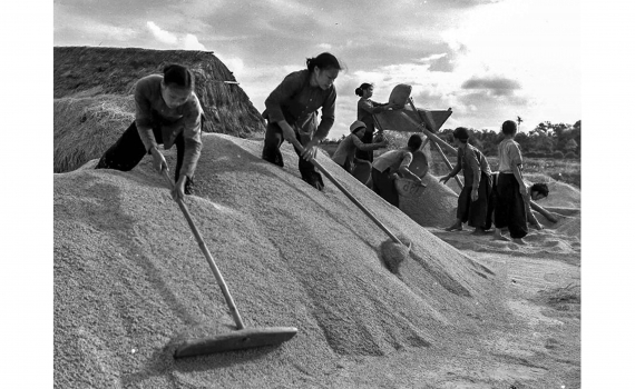   Thái Bình hạt gạo chia ba