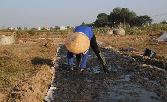   Hưng Hà: Chủ động các biện pháp chống rét bảo vệ lúa xuân