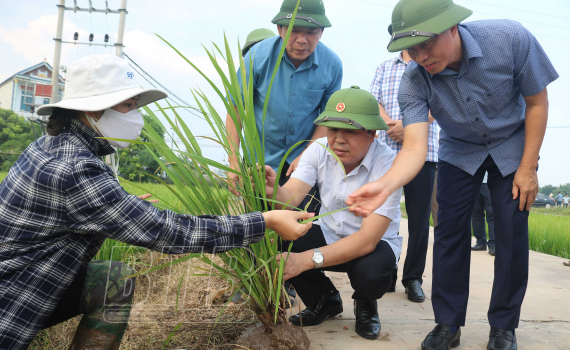   Đồng chí Ngô Đông Hải, Ủy viên Ban Chấp hành Trung ương Đảng, Bí thư Tỉnh ủy: Kiểm tra, chỉ đạo Nh88 Nha cai phòng trừ sâu bệnh trên lúa mùa
