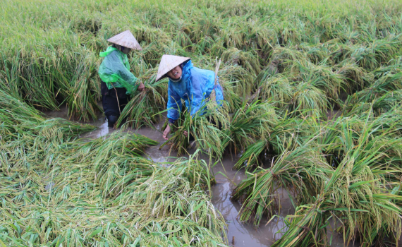   Tiền Hải: Khẩn trương cứu lúa