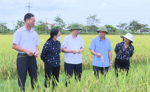   Đồng chí Phạm Đồng Thụy, Trưởng ban Tuyên giáo Tỉnh ủy kiểm tra tiến độ thu hoạch lúa xuân tại huyện Kiến Xương
