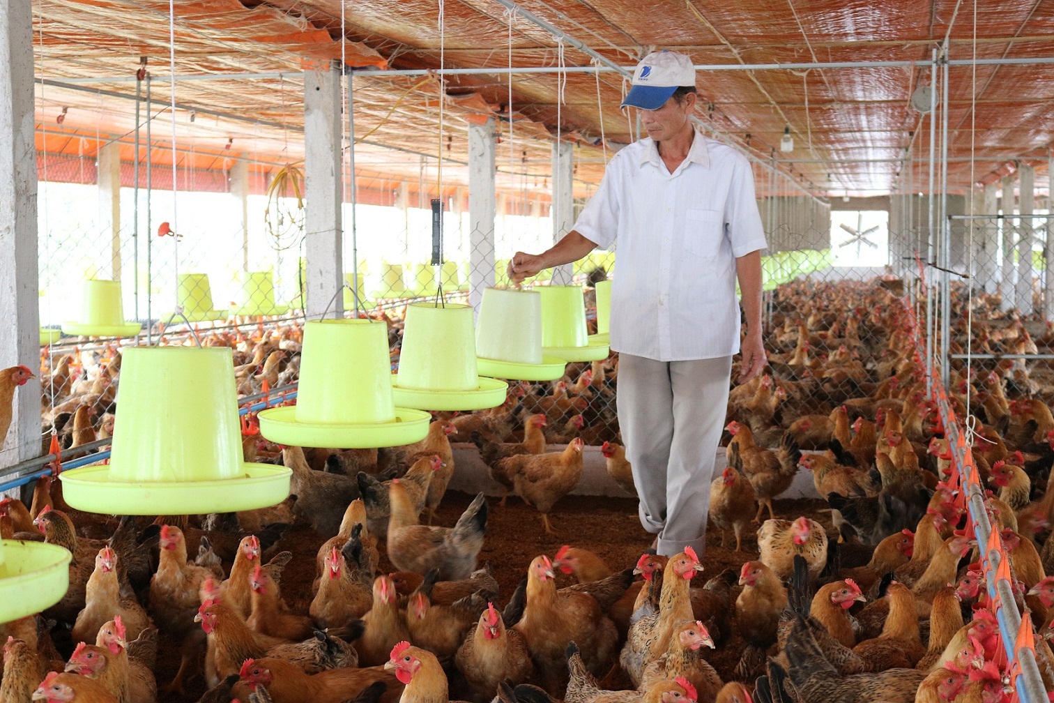   Giá trị sản xuất ngành chăn nuôi năm 2021 ước đạt trên 9.600 tỷ đồng