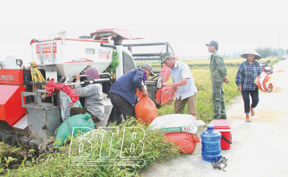   Được mùa lúa xuân