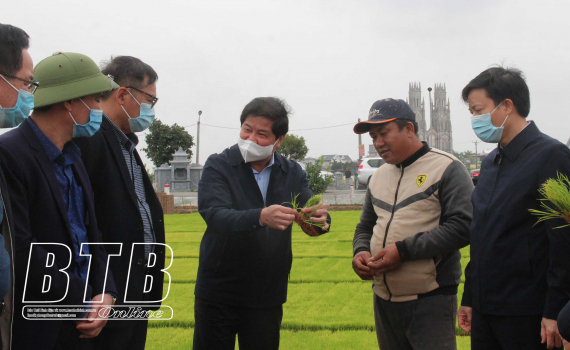   Tập trung nhân lực, phương tiện gieo cấy hết diện tích lúa xuân trước ngày 25/2