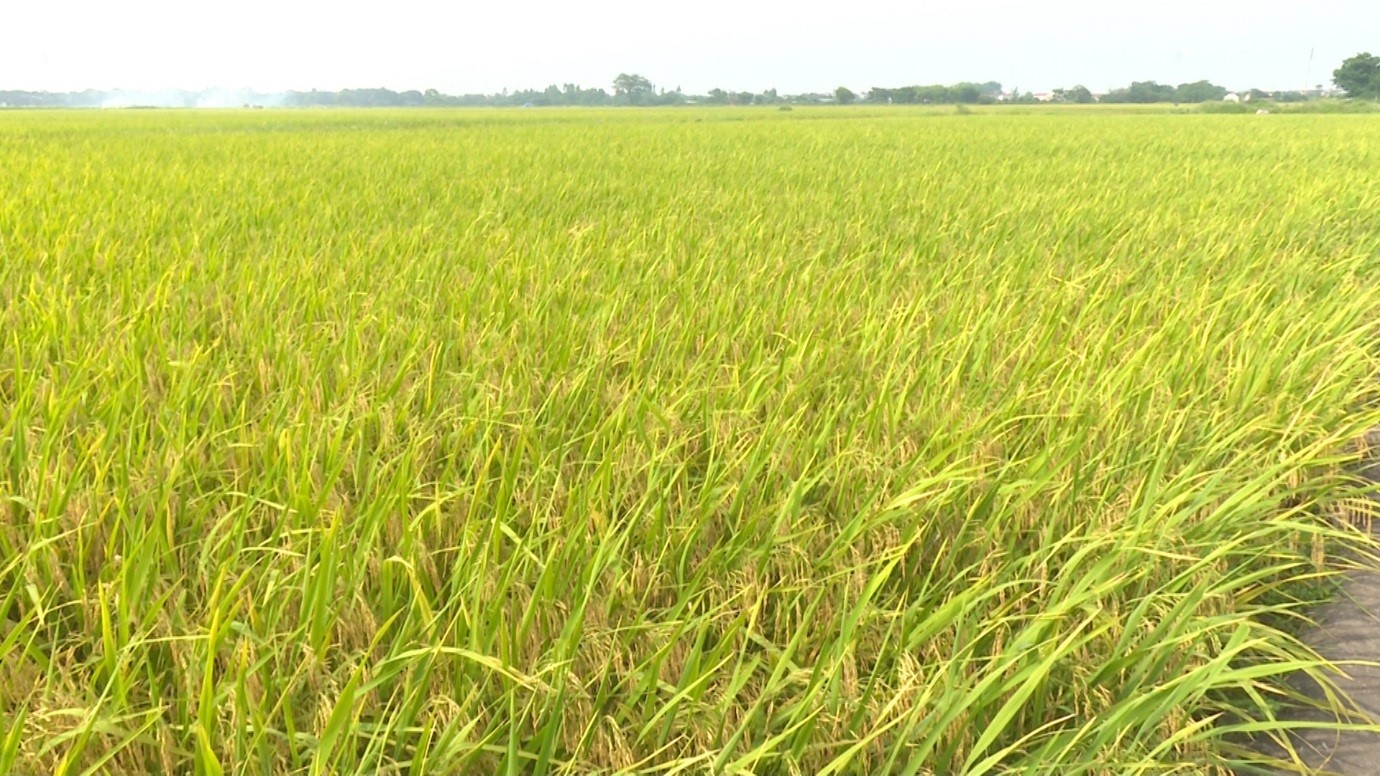   Diện tích lúa Xuân thu hoạch 43.200 ha, đạt 56,6% tổng diện tích lúa Xuân đã gieo cấy