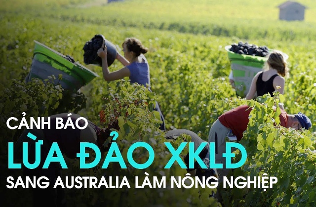   Ngăn chặn tình trạng lừa đảo đưa lao động Việt Nam đi Nh88 đăng Nhập tại Ô-xtrây-li-a
