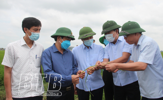   Các Nh881 lãnh đạo tỉnh kiểm tra Nh88 Nha cai phòng trừ sâu bệnh tại Vũ Thư, Đông Hưng