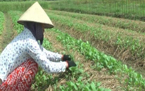   Toàn tỉnh đã  trồng 7.720 ha  diện tích cây màu hè thu