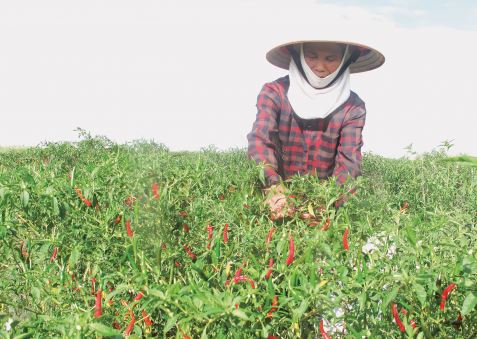   Giá trị sản xuất ngành nông, lâm nghiệp, thủy sản 6 tháng đầu năm 2019 ước đạt 13.754,3 tỷ đồng