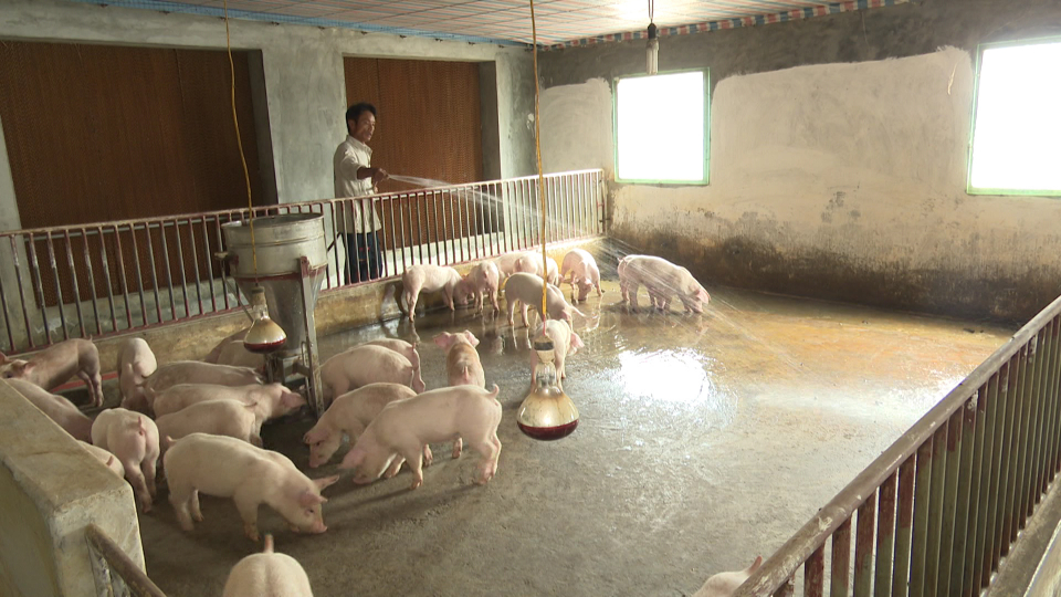   Toàn tỉnh có 734 trang trại chăn nuôi