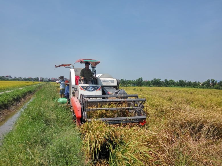   Thị trấn Hưng Hà tập trung thu hoạch lúa xuân