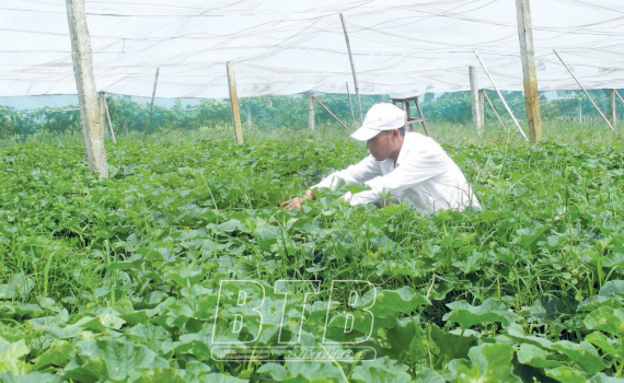   Ứng dụng công nghệ cao để thúc đẩy Nh88 net nông nghiệp