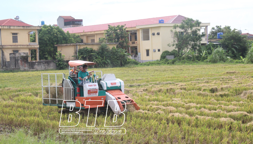   Thái Bình: Gieo trồng 74.000ha lúa và trên 15.000ha cây màu vụ xuân 2025